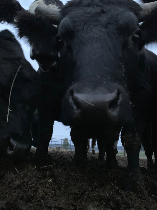 Cattle Vaccines and Antibiotics
