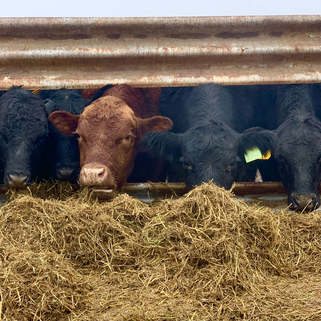 Should I Order Grass Fed Beef or Grain Fed Beef?