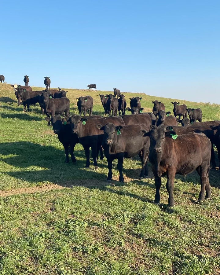 Learn How Our Cattle Are Raised